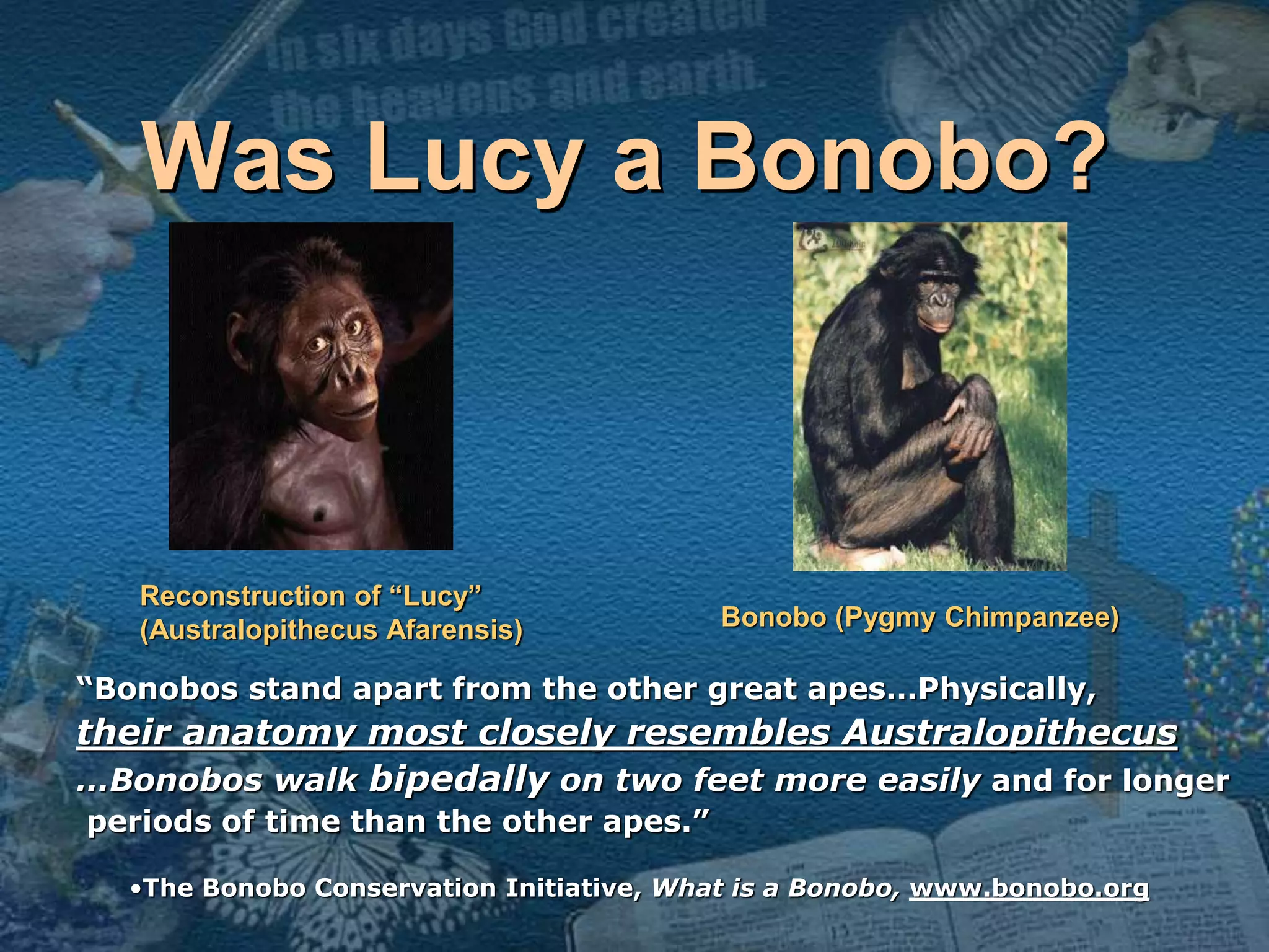 Was Lucy a Bonobo? 
Reconstruction of “Lucy” 
(Australopithecus Afarensis) Bonobo (Pygmy Chimpanzee) 
“Bonobos stand apart from the other great apes…Physically, 
their anatomy most closely resembles Australopithecus 
…Bonobos walk bipedally on two feet more easily and for longer 
periods of time than the other apes.” 
•The Bonobo Conservation Initiative, What is a Bonobo, www.bonobo.org 
 