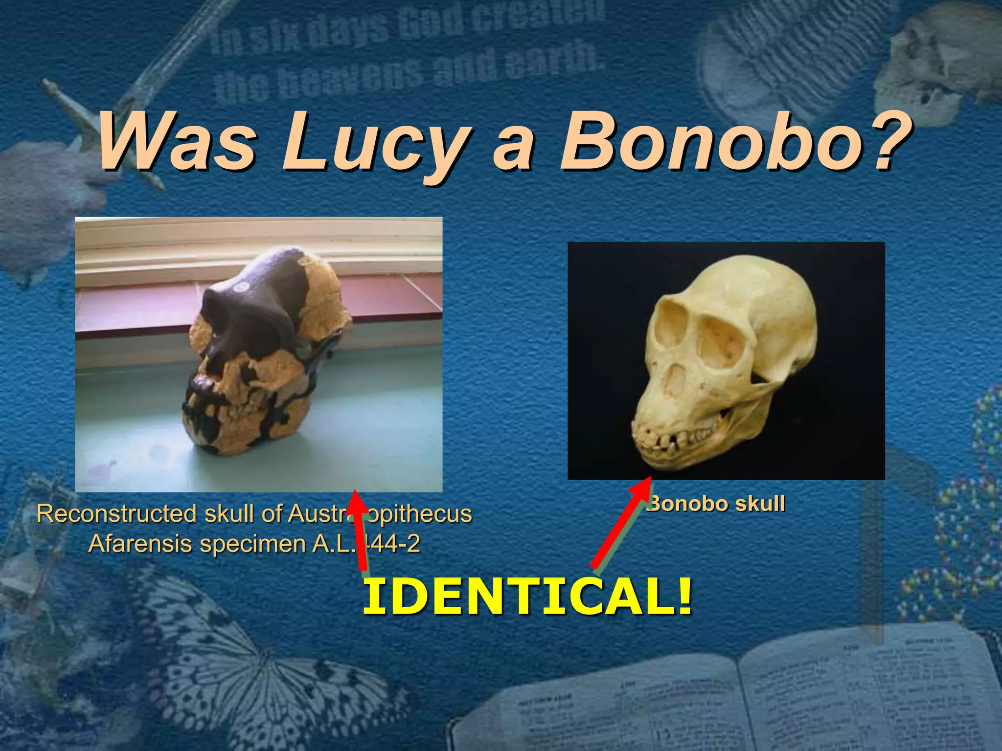 Was Lucy a Bonobo? 
Reconstructed skull of Australopithecus 
Afarensis specimen A.L.444-2 
Bonobo skull 
IDENTICAL! 
 