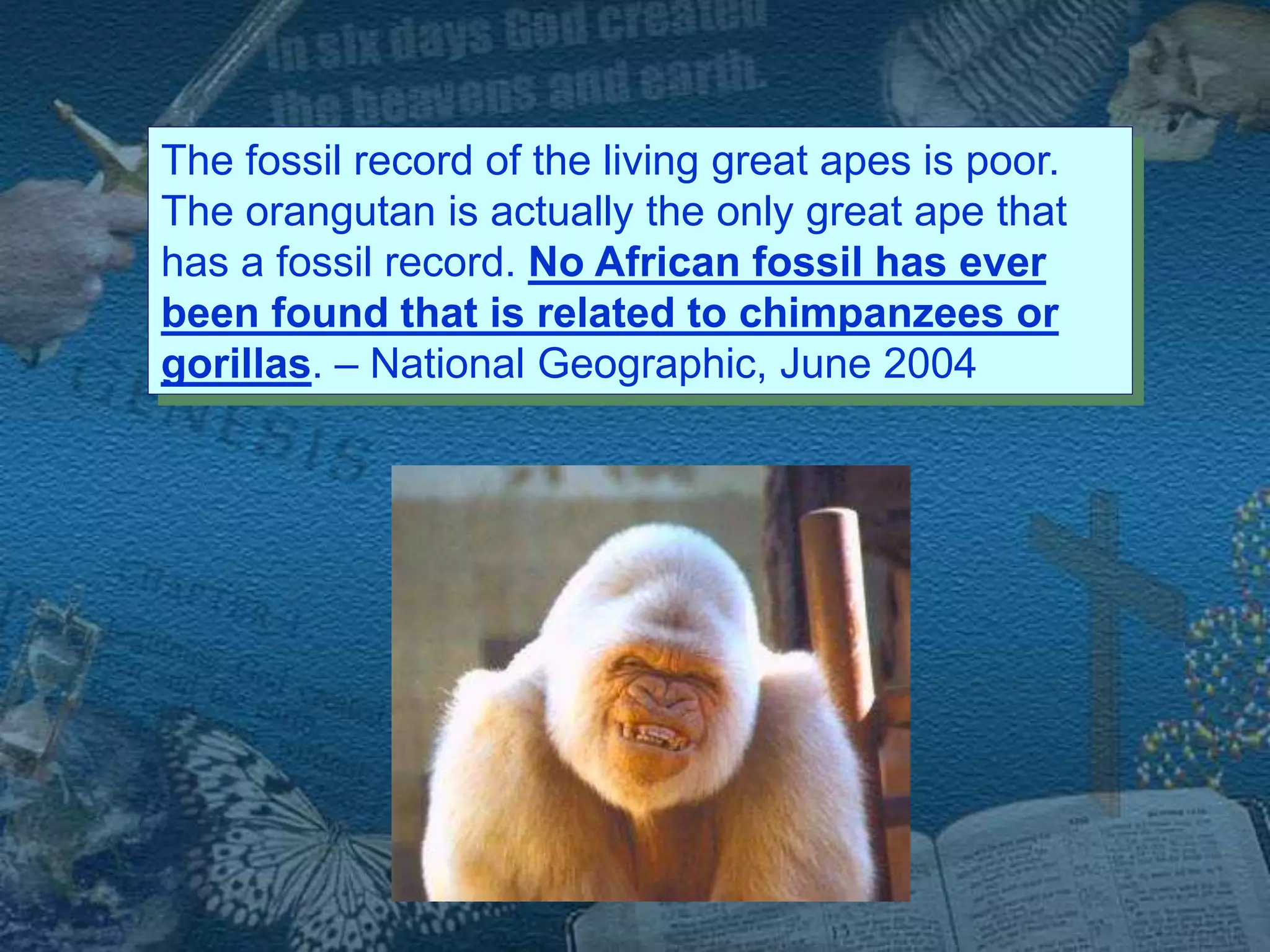 The fossil record of the living great apes is poor. 
The orangutan is actually the only great ape that 
has a fossil record. No African fossil has ever 
been found that is related to chimpanzees or 
gorillas. – National Geographic, June 2004 
 