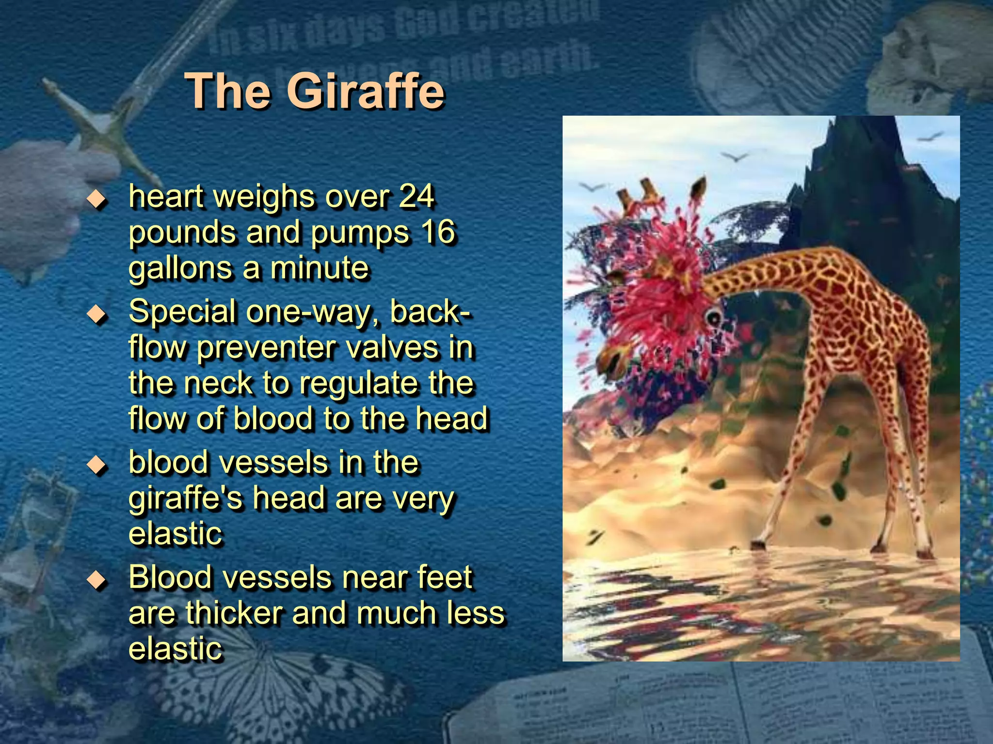 The Giraffe 
 heart weighs over 24 
pounds and pumps 16 
gallons a minute 
 Special one-way, back-flow 
preventer valves in 
the neck to regulate the 
flow of blood to the head 
 blood vessels in the 
giraffe's head are very 
elastic 
 Blood vessels near feet 
are thicker and much less 
elastic 
