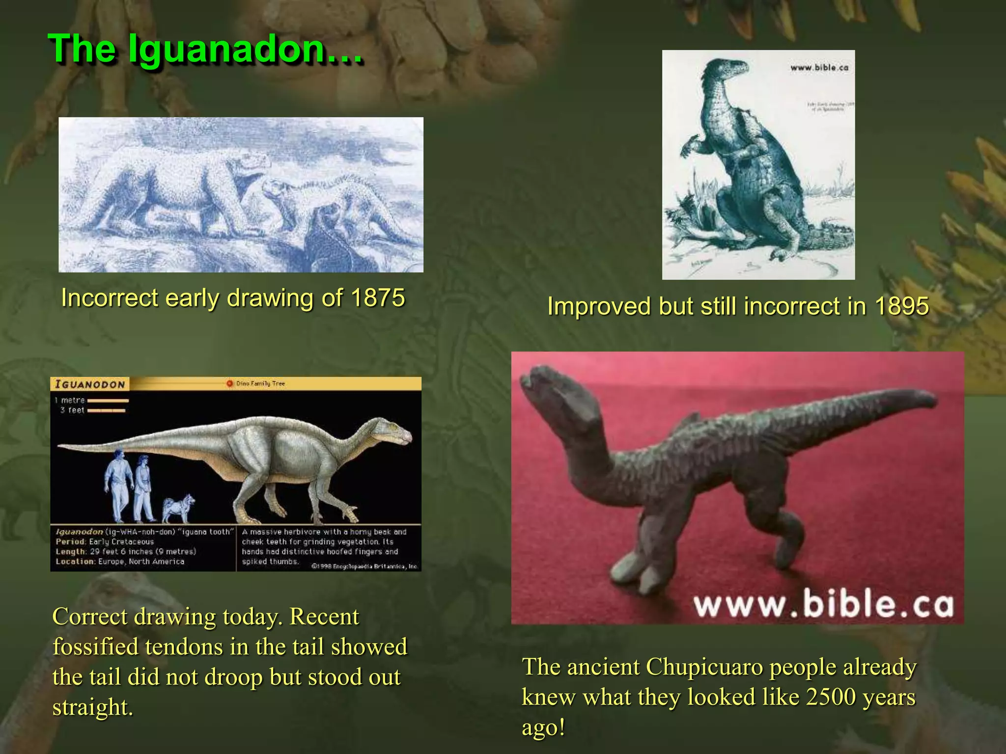 Incorrect early drawing of 1875 Improved but still incorrect in 1895 
Correct drawing today. Recent 
fossified tendons in the tail showed 
the tail did not droop but stood out 
straight. 
The ancient Chupicuaro people already 
knew what they looked like 2500 years 
ago! 
The Iguanadon… 
 