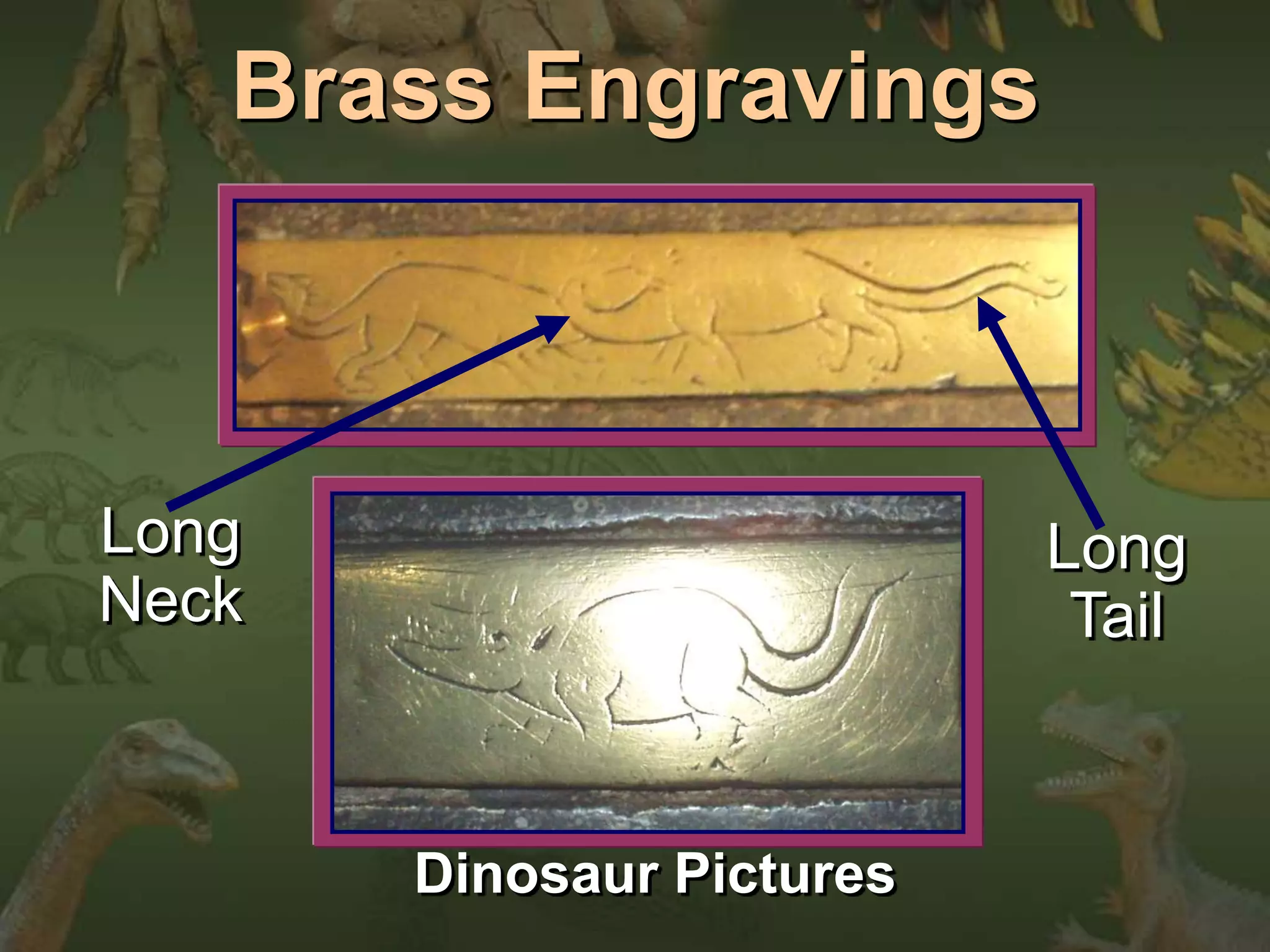 Brass Engravings 
Long 
Tail 
Long 
Neck 
Dinosaur Pictures 
 