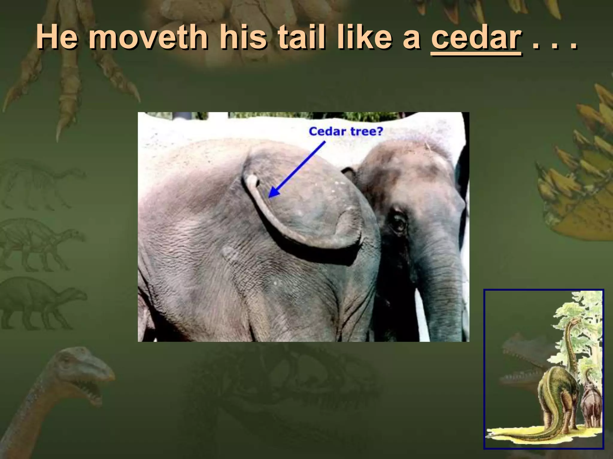 He moveth his tail like a cedar . . . 
 