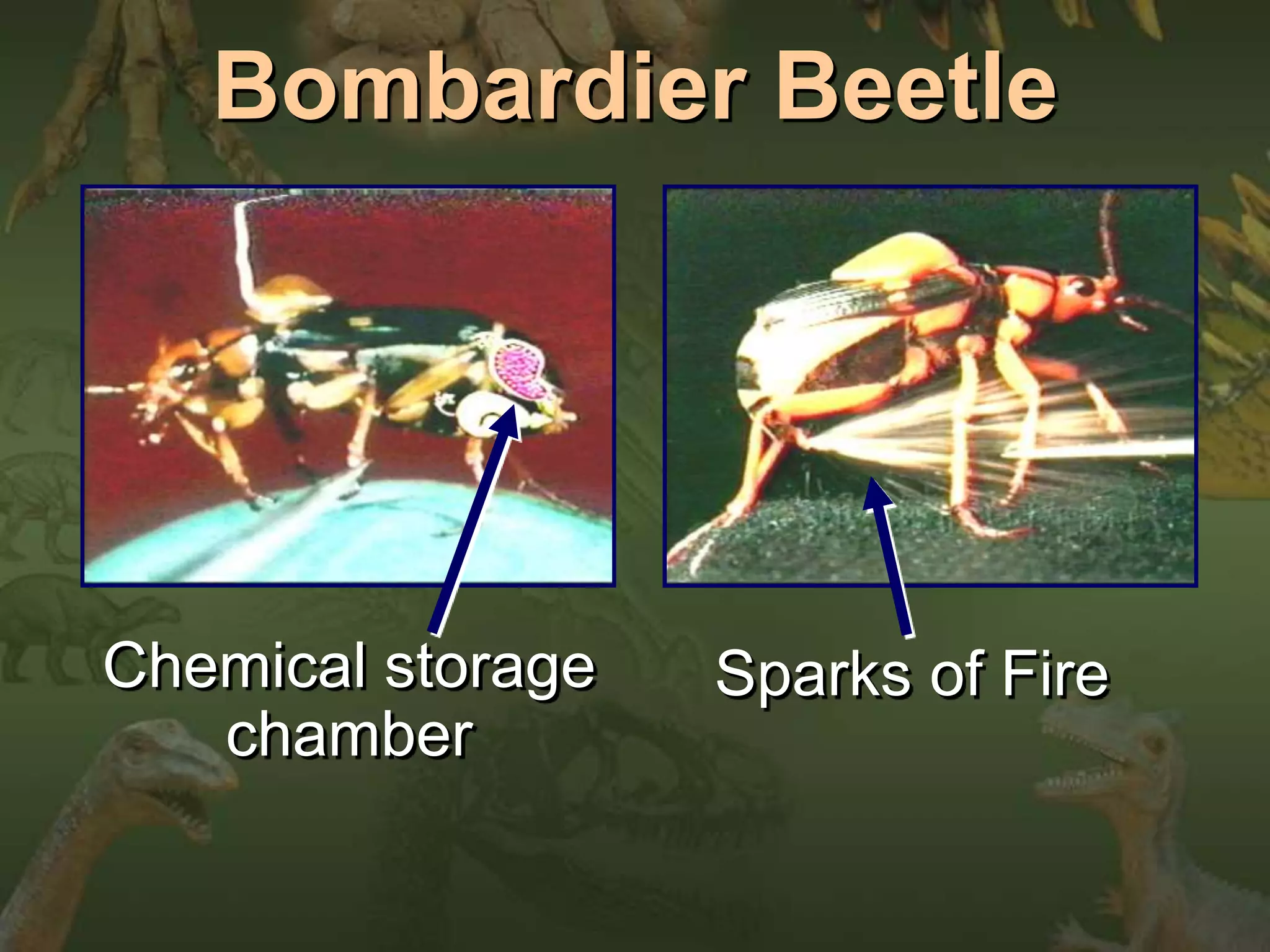 Bombardier Beetle 
Chemical storage 
chamber 
Sparks of Fire 
 