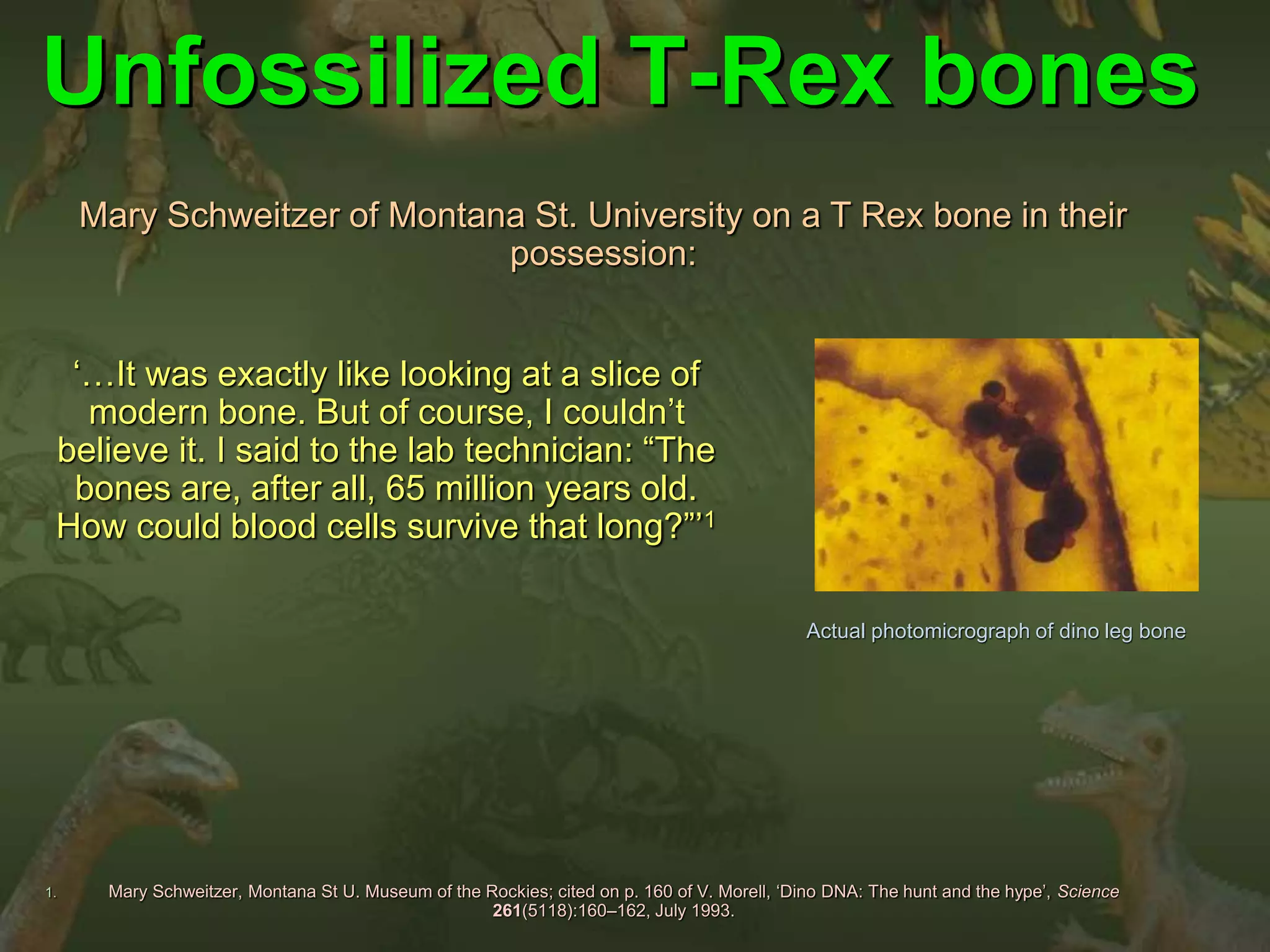 Unfossilized T-Rex bones 
Mary Schweitzer of Montana St. University on a T Rex bone in their 
possession: 
‘…It was exactly like looking at a slice of 
modern bone. But of course, I couldn’t 
believe it. I said to the lab technician: “The 
bones are, after all, 65 million years old. 
How could blood cells survive that long?”’1 
1. Mary Schweitzer, Montana St U. Museum of the Rockies; cited on p. 160 of V. Morell, ‘Dino DNA: The hunt and the hype’, Science 
261(5118):160–162, July 1993. 
Actual photomicrograph of dino leg bone 
 
