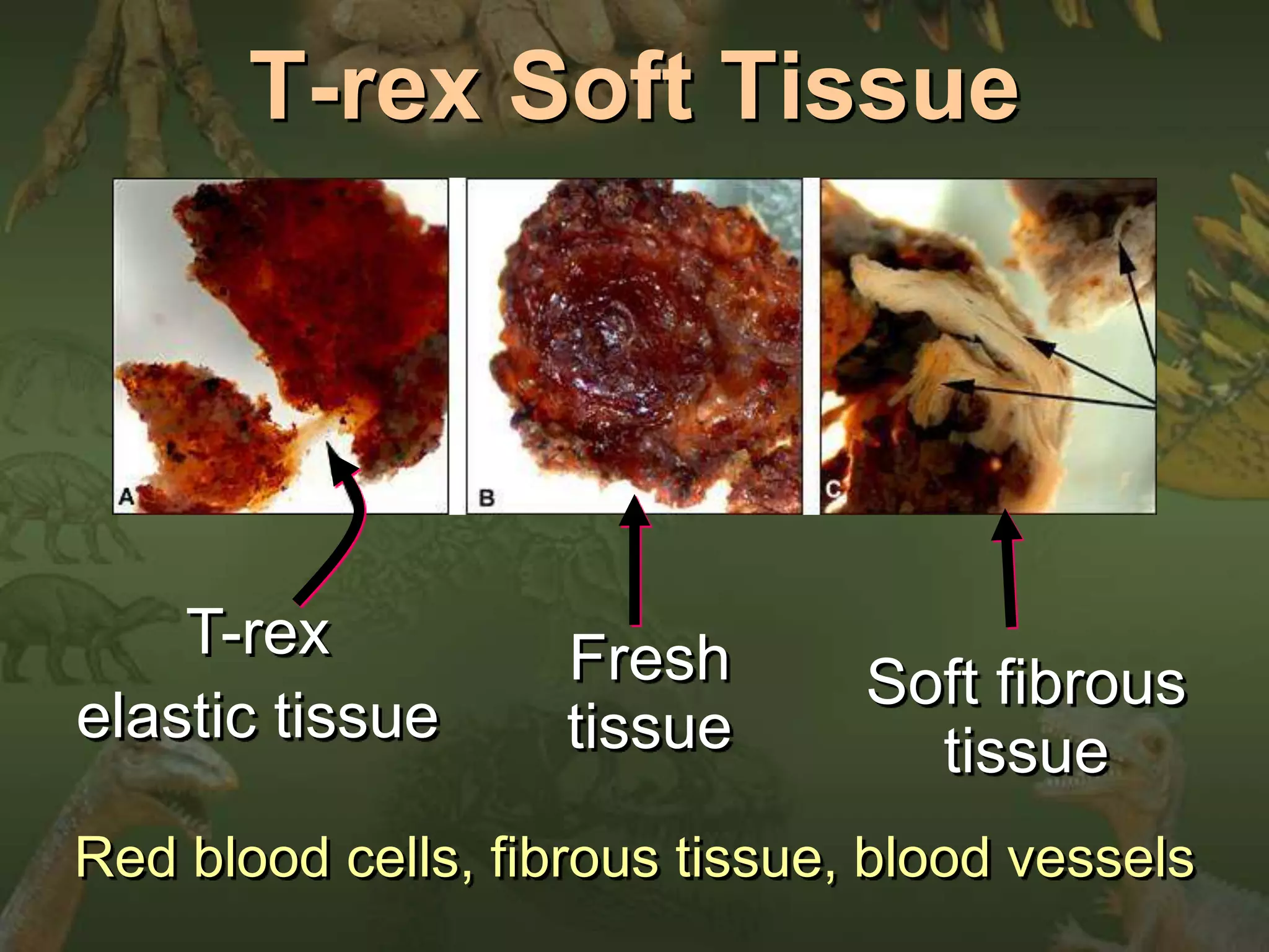 T-rex Soft Tissue 
T-rex 
elastic tissue 
Fresh 
tissue 
Soft fibrous 
tissue 
Red blood cells, fibrous tissue, blood vessels 
 