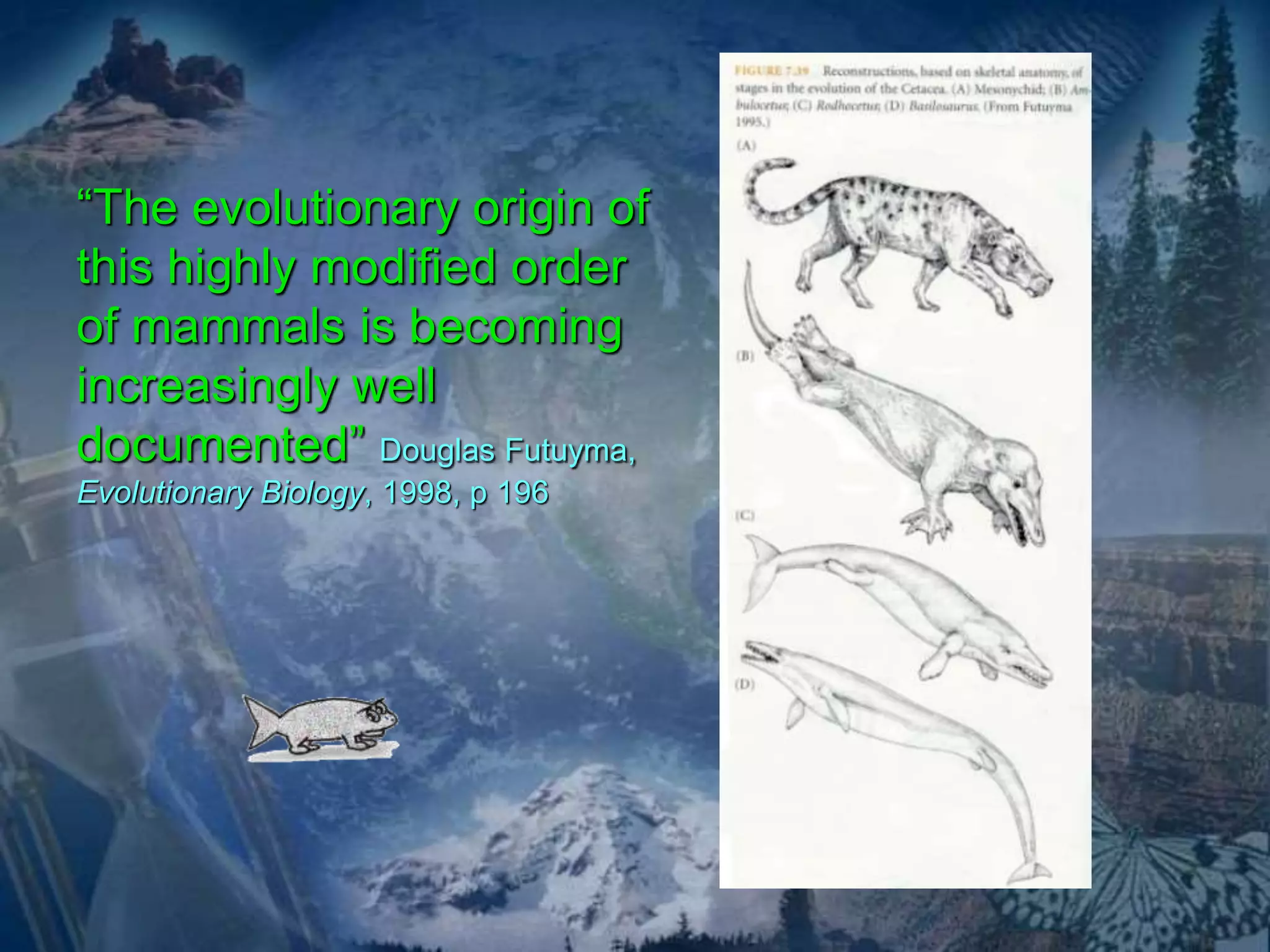 “The evolutionary origin of 
this highly modified order 
of mammals is becoming 
increasingly well 
documented” Douglas Futuyma, 
Evolutionary Biology, 1998, p 196 
 