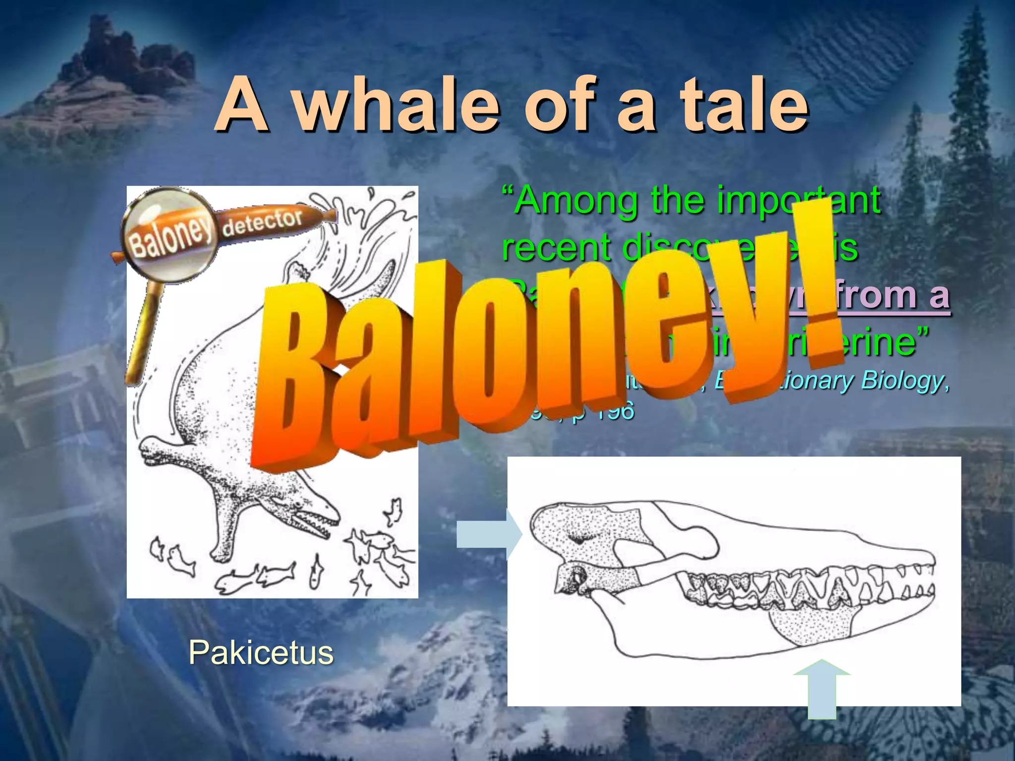 A whale of a tale 
Pakicetus 
“Among the important 
recent discoveries is 
Pakicetus, known from a 
skull found in a riverine” 
Douglas Futuyma, Evolutionary Biology, 
1998, p 196 
 