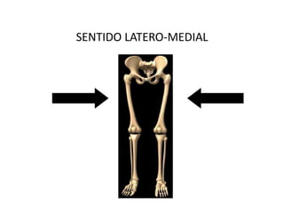 SENTIDO LATERO-MEDIAL
 