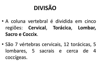 DIVISÃO
• A coluna vertebral é dividida em cinco
regiões: Cervical, Torácica, Lombar,
Sacro e Coccix.
• São 7 vértebras cervicais, 12 torácicas, 5
lombares, 5 sacrais e cerca de 4
coccígeas.
 