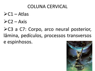 COLUNA CERVICAL
C1 – Atlas
C2 – Axis
C3 a C7: Corpo, arco neural posterior,
lâmina, pedículos, processos transversos
e espinhosos.
 