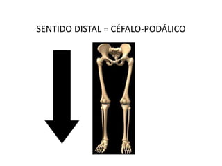 SENTIDO DISTAL = CÉFALO-PODÁLICO
 
