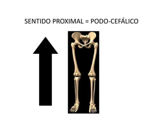 SENTIDO PROXIMAL = PODO-CEFÁLICO
 