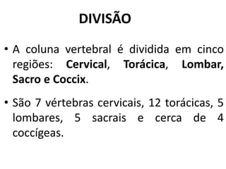 DIVISÃO
• A coluna vertebral é dividida em cinco
regiões: Cervical, Torácica, Lombar,
Sacro e Coccix.
• São 7 vértebras cervicais, 12 torácicas, 5
lombares, 5 sacrais e cerca de 4
coccígeas.
 