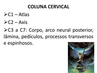 COLUNA CERVICAL
C1 – Atlas
C2 – Axis
C3 a C7: Corpo, arco neural posterior,
lâmina, pedículos, processos transversos
e espinhosos.
 