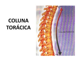 COLUNA
TORÁCICA
 