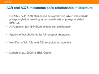 A3R and A375 melanoma cells relationship in literature
• On A375 cells, A3R stimulation activated PI3K which induced Akt
phosphorylation resulting in reduced levels of phosphorylated
ERK1/2.
• A3R agonist (Cl-IB-MECA) inhibits cell proliferation
• Agonist effect abolished by A3 receptor antagonist
• No effect of A1, A2a and A2b receptors antagonists
• Merighi et al., 2005 (J. Biol. Chem.)
 
