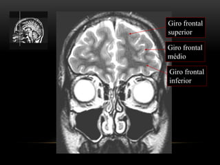 Giro frontal
superior
Giro frontal
médio
Giro frontal
inferior
 