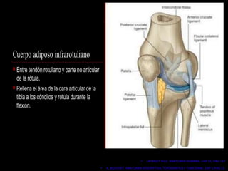 • LATARJET RUIZ. ANATOMIA HUMANA. CAP 55. PAG 537
• A. BOUCHET. ANATOMIA DESCRIPTIVA, TOPOGRAFICA Y FUNCIONAL. CAP 1.PAG 15.
 