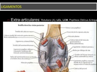  Extra-articulares:
LIGAMENTOS
Rotuliano (A), LCL, LCM, Poplíteos Oblícuo & Arque
 