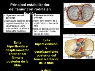 mediallateral
Evita
hiperextensión
y
desplazamiento
posterior del
fémur o anterior
de la tibia
Evita
hiperflexión y
desplazamiento
anterior del
fémur o
posterior de la
tibia
Principal estabilizador
del fémur con rodilla en
flexión
 