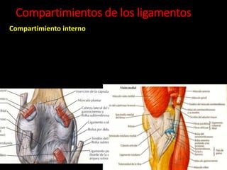 Compartimientos de los ligamentos
Compartimiento interno
 
