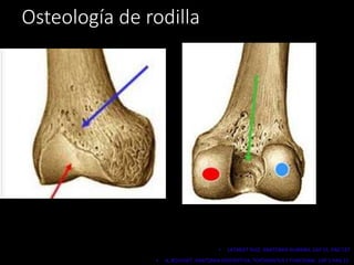 Osteología de rodilla
• LATARJET RUIZ. ANATOMIA HUMANA. CAP 55. PAG 537
• A. BOUCHET. ANATOMIA DESCRIPTIVA, TOPOGRAFICA Y FUNCIONAL. CAP 1.PAG 15.
 