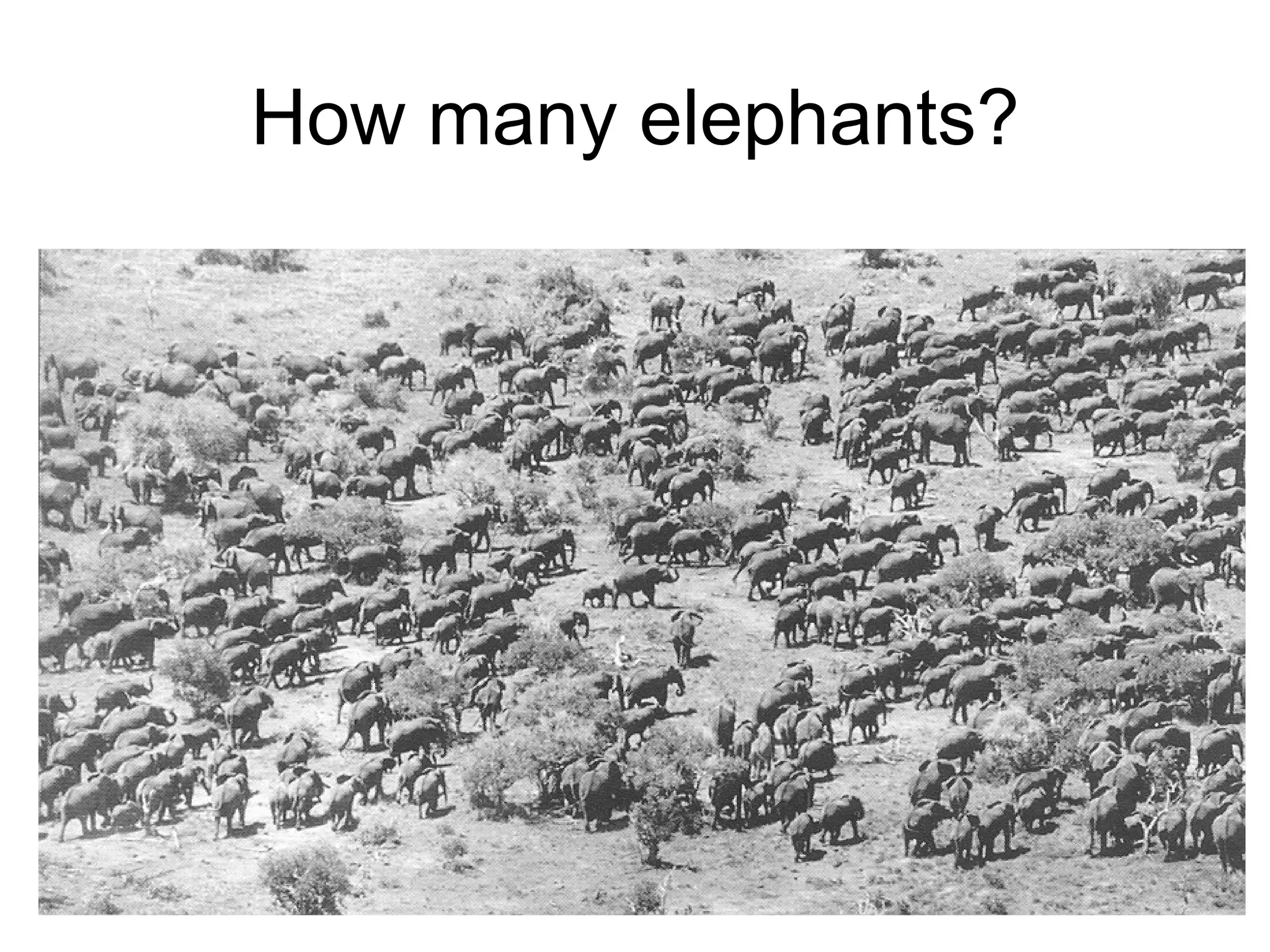 How many elephants? 