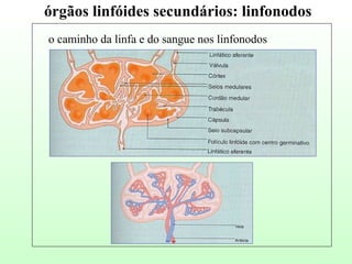 o caminho da linfa e do sangue nos linfonodos órgãos linfóides secundários: linfonodos 