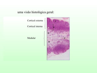 uma visão histológica geral: Cortical externa Cortical interna Medular  