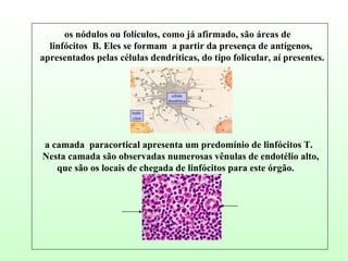 os nódulos ou folículos, como já afirmado, são áreas de  linfócitos  B. Eles se formam  a partir da presença de antígenos, apresentados pelas células dendríticas, do tipo folicular, aí presentes. a camada  paracortical apresenta um predomínio de linfócitos T. Nesta camada são observadas numerosas vênulas de endotélio alto, que são os locais de chegada de linfócitos para este órgão.  