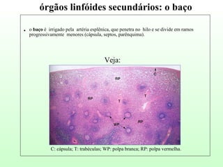 .  o  baço  é  irrigado pela  artéria esplênica, que penetra no  hilo e se divide em ramos progressivamente  menores (cápsula, septos, parênquima).  Veja: C: cápsula; T: trabéculas; WP: polpa branca; RP: polpa vermelha. órgãos linfóides secundários: o baço 