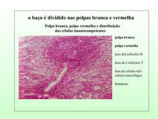 Polpa branca, polpa vermelha e distribuição das células imunocompetentes o baço é dividido nas polpas branca e vermelha polpa branca polpa vermelha área deLinfócitos B área de Linfócitos T área de células reti- culares/macrófagos hemácias 