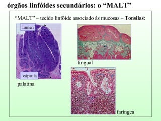 “ MALT” – tecido linfóide associado às mucosas –  Tonsilas : palatina lingual faríngea órgãos linfóides secundários: o “MALT” 