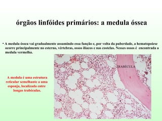 A medula óssea vai gradualmente assumindo essa função e, por volta da puberdade, a hematopoiese  ocorre principalmente no esterno, vértebras, ossos ilíacos e nas costelas. Nesses ossos é  encontrada a medula vermelha.   A medula é uma estrutura reticular semelhante a uma  esponja, localizada entre  longas trabéculas. TRABÉCULA órgãos linfóides primários: a medula óssea 