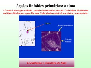 O timo é um órgão bilobado,  situado no mediastino anterior. Cada lobo é dividido em  múltiplos lóbulos por septos fibrosos. Cada lóbulo consiste de um córtex e uma medula. órgãos linfóides primários: o timo Localização e estrutura do timo 