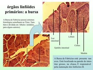 A Bursa de Fabricius está  presente  nas aves. Está localizada na parede do intes- tino  grosso,  na  cloaca. É  responsável pela maturação dos linfócitos B. A Bursa de Fabricius possui estrutura histológica semelhante ao Timo. Tam- bém é dividida em  lóbulos  (nódulos,  para alguns autores). órgãos linfóides  primários: a bursa Luz intestinal Epitélio intestinal Lóbulo Córtex Medula 