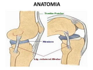 ANATOMIA
 