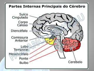 • ACIDENTE VASCULAR CEREBRAL;
• ACIDENTE VASCULAR ENCEFÁLICO;

 
