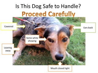 Safe Animal Handling Part 3 | PPTX