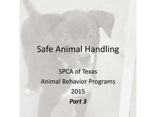 Safe Animal Handling
SPCA of Texas
Animal Behavior Programs
2015
Part 3
 
