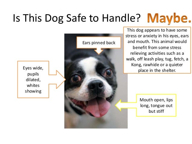 dogs ears back safe animal handling part 3 dogs ears back safe animal handling part 3