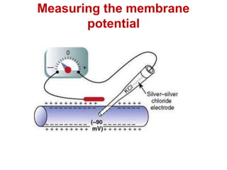 Measuring the membrane
potential
 
