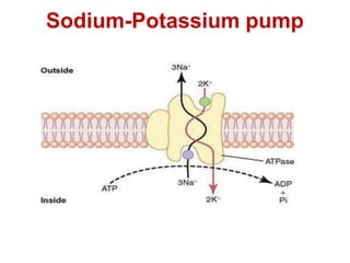 Sodium-Potassium pump
 