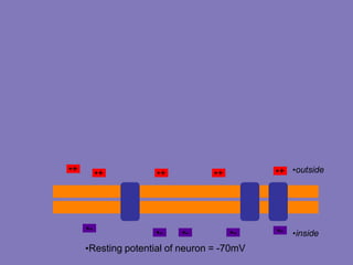 •inside
•outside
•Resting potential of neuron = -70mV
•+
•-
•+
•+
•+
•- •- •-
•+
•-
 