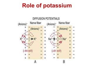 Role of potassium
 