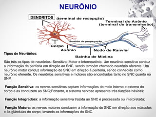 NEURÔNIO
Tipos de Neurônios:
São três os tipos de neurônios: Sensitivo, Motor e Interneurônio. Um neurônio sensitivo conduz
a informação da periferia em direção ao SNC, sendo também chamado neurônio aferente. Um
neurônio motor conduz informação do SNC em direção à periferia, sendo conhecido como
neurônio eferente. Os neurônios sensitivos e motores são encontrados tanto no SNC quanto no
SNP.
Função Sensitiva: os nervos sensitivos captam informações do meio interno e externo do
corpo e as conduzem ao SNC;Portanto, o sistema nervoso apresenta três funções básicas:
Função Integradora: a informação sensitiva trazida ao SNC é processada ou interpretada;
Função Motora: os nervos motores conduzem a informação do SNC em direção aos músculos
e às glândulas do corpo, levando as informações do SNC.
DENDRITOS
 