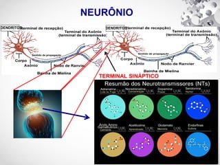 TERMINAL SINÁPTICO
...
..
DENDRITOS DENDRITOS
 