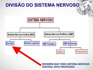 DIVISÃO DO SISTEMA NERVOSO
REPAREM QUE TODO SISTEMA NERVOSO
CENTRAL ESTÁ PROTEGIDO.
 