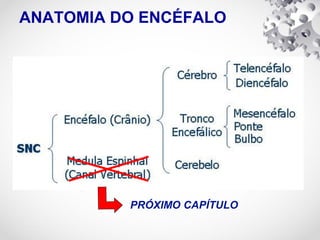 ANATOMIA DO ENCÉFALO
PRÓXIMO CAPÍTULO
 